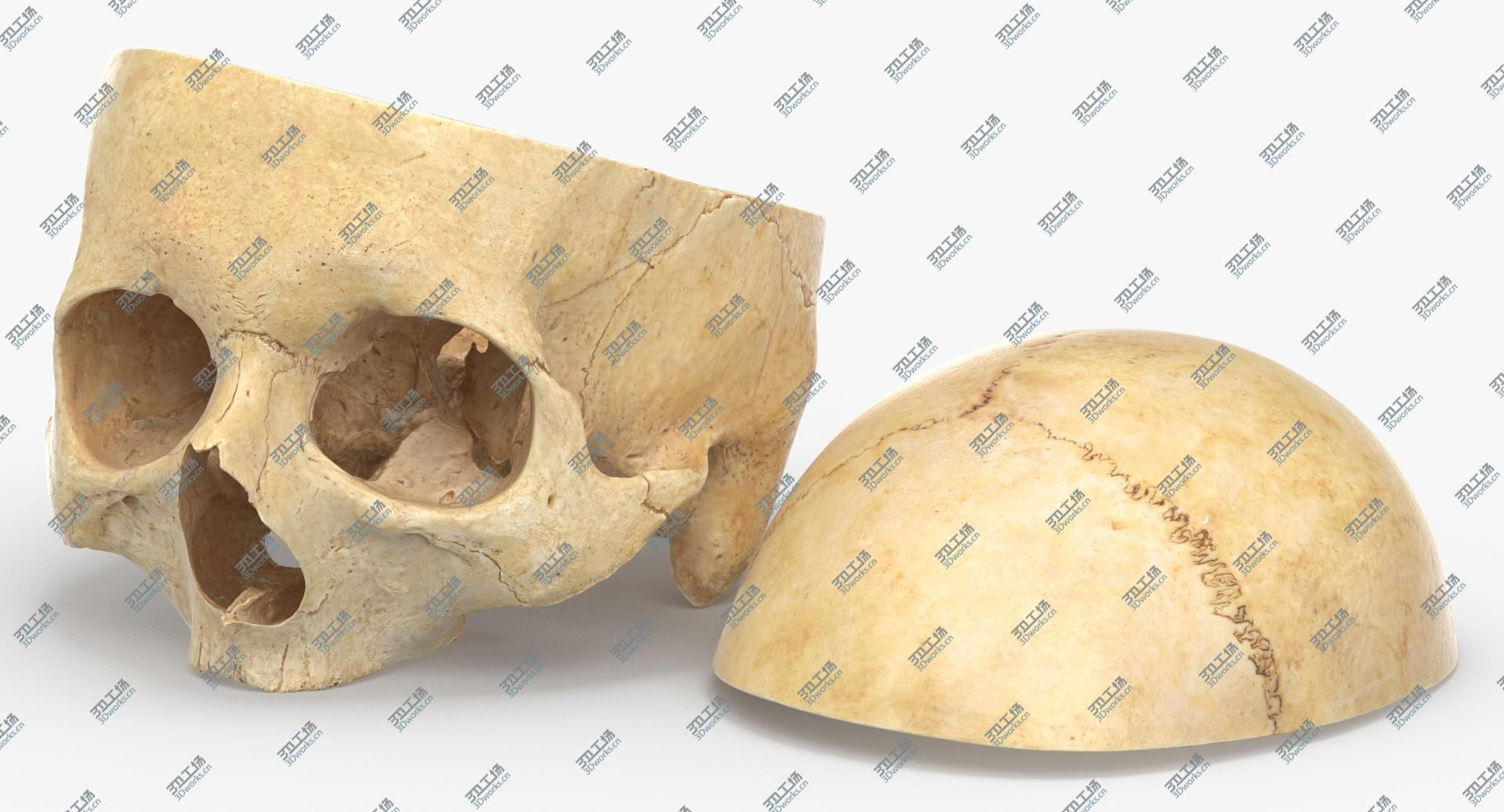 images/goods_img/202104091/Real Human Skull Cranial 02 Cut With Piece Pose 04 3D model/5.jpg